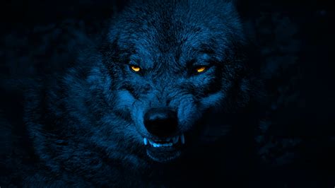Wolf Growls With Glowing Eyes At Night By Rockfordmedia Videohive
