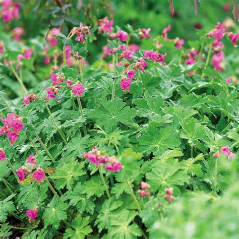 Bigroot Geranium Perennial Flowers Shade Shade Loving Perennials