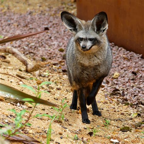 Bat Eared Fox Zoo Des Sables Dolonne