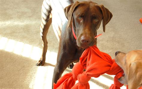 33 Diy Dog Toys From Things Around The House Barkpost