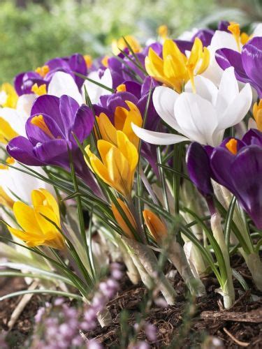 Crocus Large Flowering Mix Anglia Bulb Company