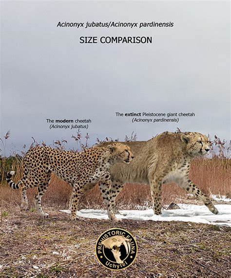 Giant Cheetah And Modern Cheetah Size Comparison By Rom U On Deviantart