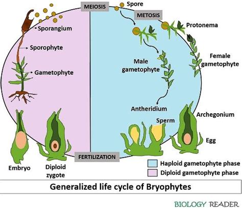 Life Cycle Of Bryophytes Diagram