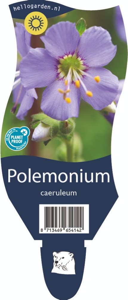 Polemonium Caeruleum Tuincentrum Vechtweelde