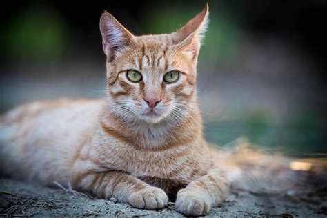 Hd Wallpaper Orange Tabby Cat On Gray Pavement Red Tomcat Pet Pride