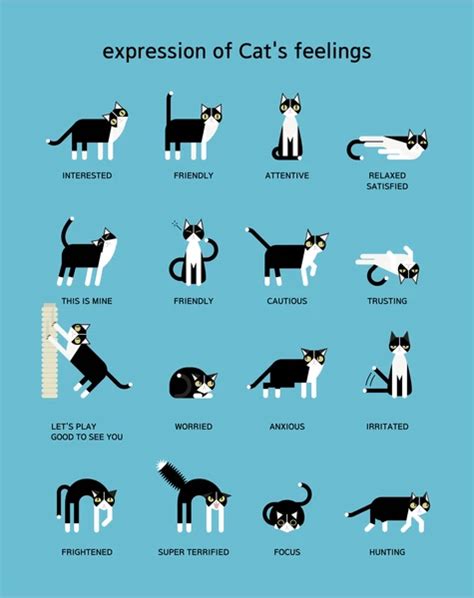 What Your Cats Body Language Means Prettylitter Cat Body Cat