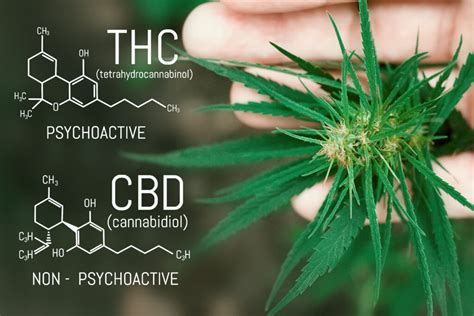 Common Question Does Cbd Oil Contain Thc Minny Grown