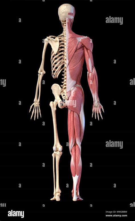 Human Body 3d Illustration Full Figure Male Muscular And Skeletal