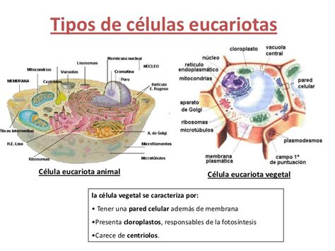 Cuadros Comparativos Entre Células Procariotas Y Eucariotas Cuadro