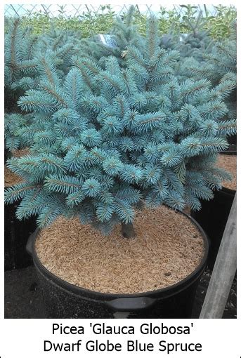 Picea Pungens ‘glauca Globosa Dwarf Globe Blue Spruce