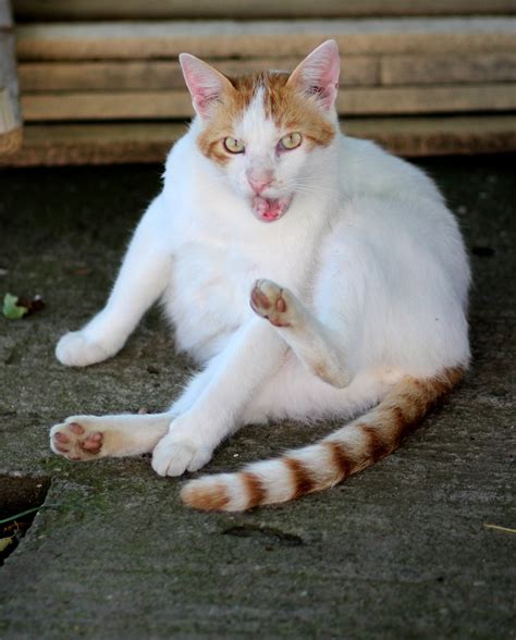 White Cat With Orange Spots In An Unusual Pose Free Image Download