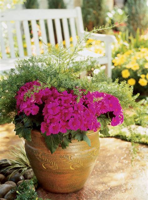 Cineraria Fall Container Plants Fall Containers Container Gardening