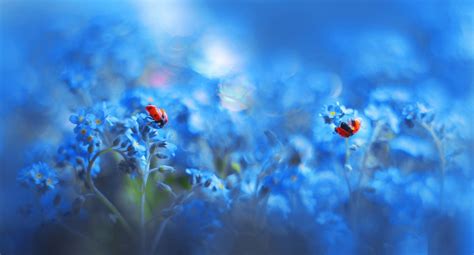 Fond Décran Coccinelles Insecte Bleu Fleurs Les Plantes Animaux