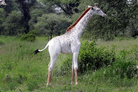 Related wallpaper for giraffe wallpaper black and white. Rare White Giraffe Spotted In Tanzania - Art-Sheep
