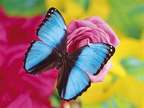 Blue Butterfly Wallpapers And Images Wallpapers Pictures Photos