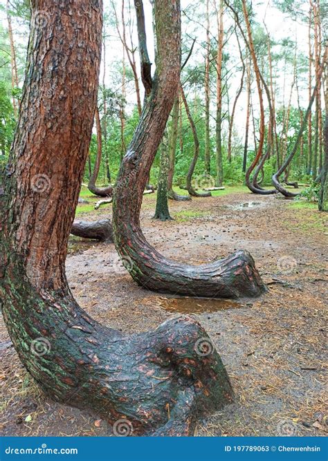 The Wonderfully Weird Crooked Forest Of Poland Stock Image Image Of
