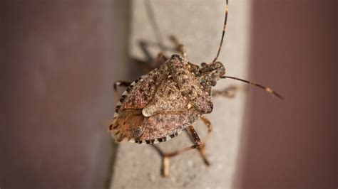 12 Facts About The Brown Marmorated Stink Bug