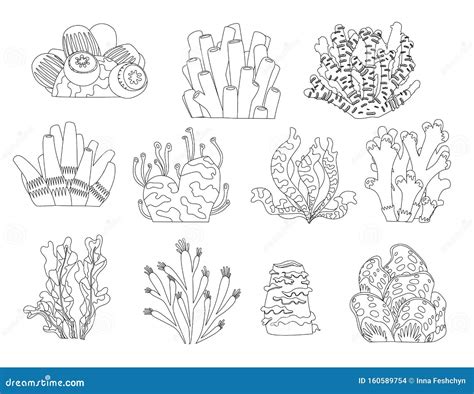 Algae Coloring Pages