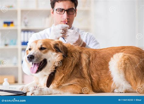 The Doctor Examining Golden Retriever Dog In Vet Clinic Stock Photo