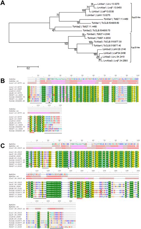 sequence alignment and phylogeny of alba domain proteins in leishmania download scientific