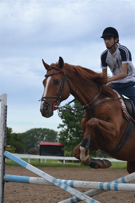 Free Images Jump Stallion Horse Riding Jockey Equestrianism