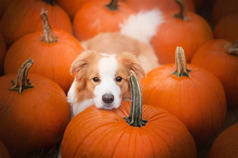 Pumpkin is packed with vitamins a, c, and e, as well as potassium and iron. My Dogs And I Found A Place Full Of Pumpkins And Decided ...