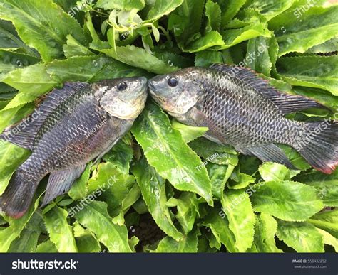 Vietnamese Tilapia Oreochromis Niloticus Stock Photo 550432252