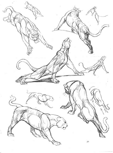 Art Of Animal Drawing Cat Anatomy Anatomy Drawing Cat Drawing