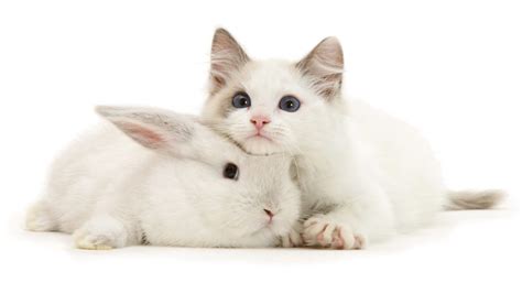 Snap Cat Cats And Bunnies Looks Exactly The Same