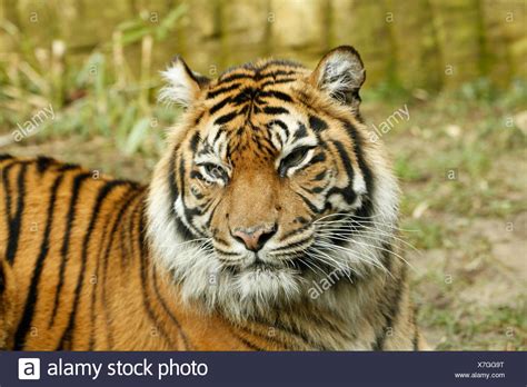 Tiger Ear High Resolution Stock Photography And Images Alamy