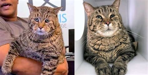 The Worlds ‘chonkiest Cat Beejay Is Looking For His Purrfect Forever Home Trulymind