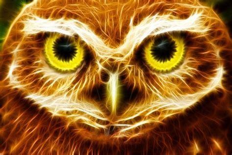 Fractal Owl Unknown Artist Owl Art Bird Art Animals Bugs Abstract