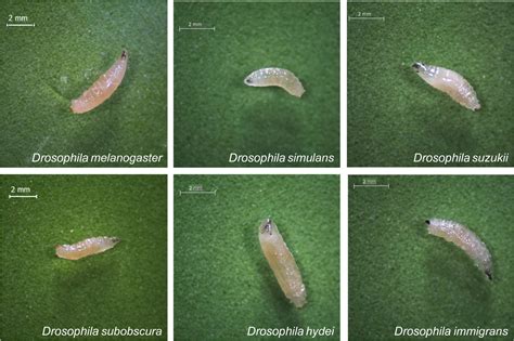 Development Of A Pcr‐rflp Assay To Identify Drosophila Melanogaster