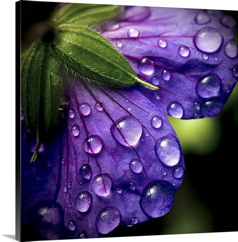 Closeup Of Purple Flower And Water Drops On It Wall Art Canvas Prints