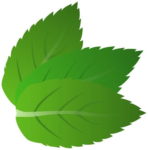 Free Mint Cliparts Download Free Mint Cliparts Png Images Free
