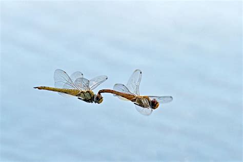 Mating Dragonflies Photograph By Tony Camacho Pixels Merch