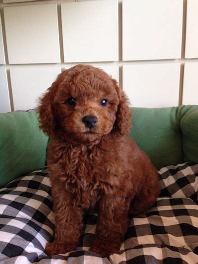 Welcome to our breeder page dedicated to our red standard poodles. red poodle puppies boca raton | Hypoallergenic dog breed ...