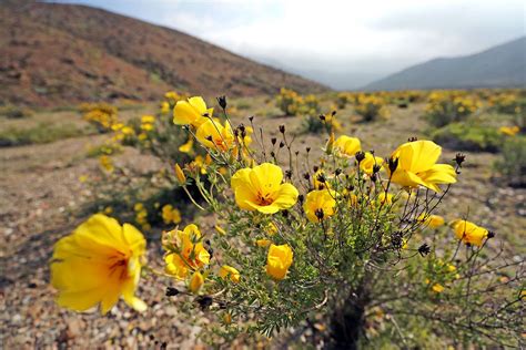 The Atacama Desert Is Full Of Flowers After An Unexpected Rain Desert