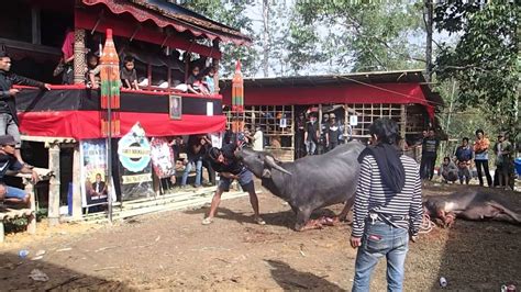 Killing A Buffalo Tana Toraja Funeral Ceremony Sulawesi Youtube