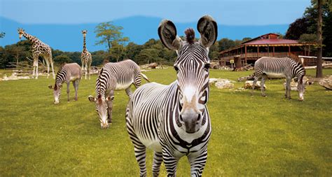 Maybe you would like to learn more about one of these? Zoo Leipzig - Tickets bei Eventim