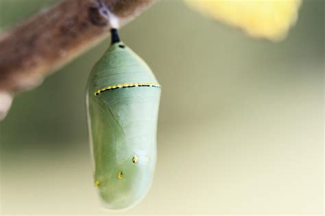 Moth Cocoons Identification