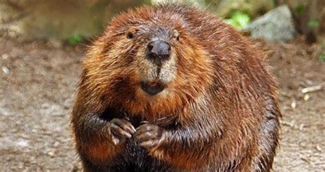 An Oral History Of Catholics Eating Beaver And Muskrat During Lent