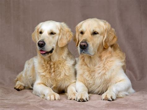 2 Beautiful Golden Retrievers On Autumn Leaves Stock Photo Image Of