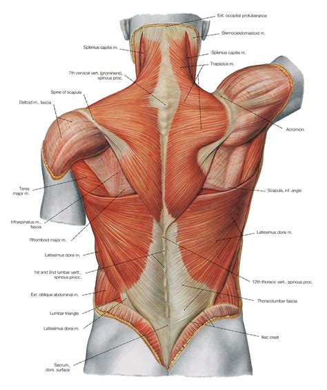 By the middle line of the back is a longitudinal groove back (sulcus dorsi). Back Muscles