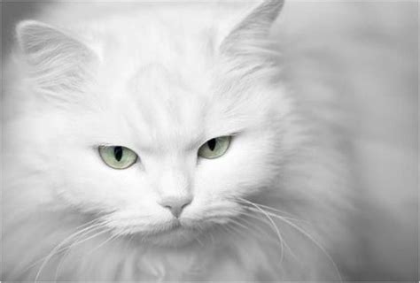 White Cat Green Eyes White Cats Cats Cats And Kittens