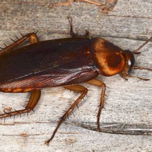 Call today for a free inspection & quote. cockroach - Pest Ex Philippines