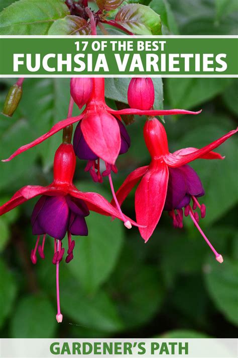 17 Of The Best Fuchsia Varieties To Grow In Your Garden