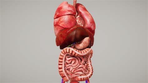 Human Organ System Urp