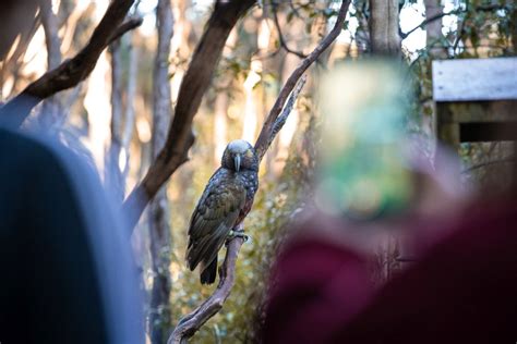 10 Best Bird Sanctuaries In New Zealand Where To See Birds In Nz