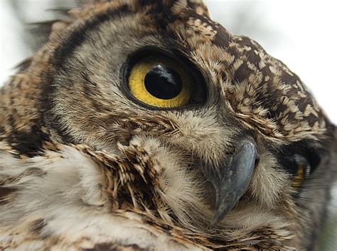 Beady Eyed Owl By Catherinecasey Ephotozine